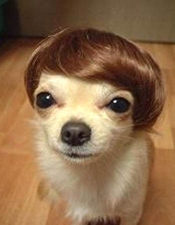 chihuahua-toupee.jpg