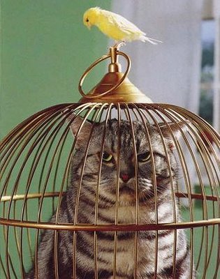 Caged Cat.jpg