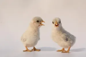 Chicks Chicks